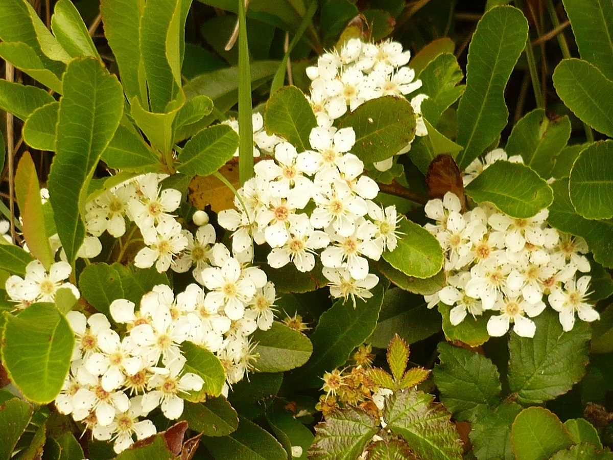Pyracantha coccinea (Rosaceae)